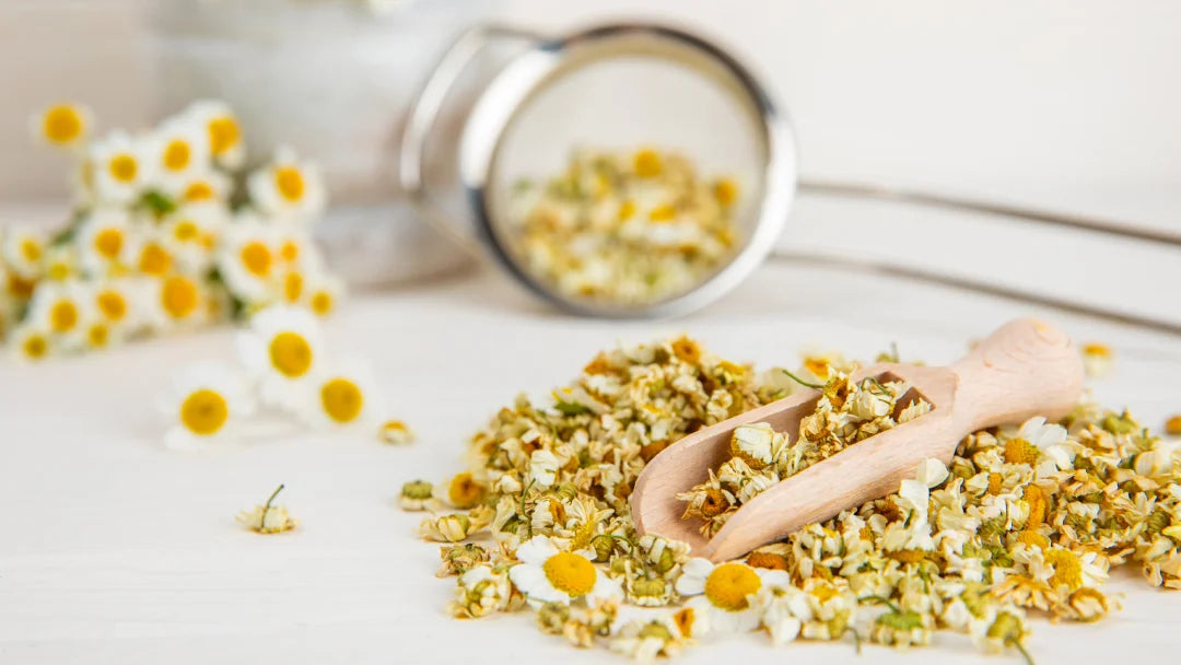 Discover the Multiple Benefits of Chamomile